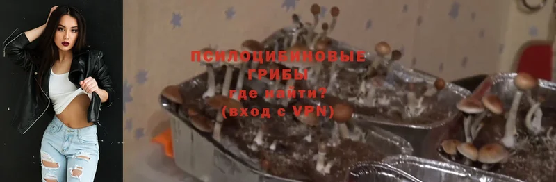 OMG tor  Павлово  Псилоцибиновые грибы Cubensis 